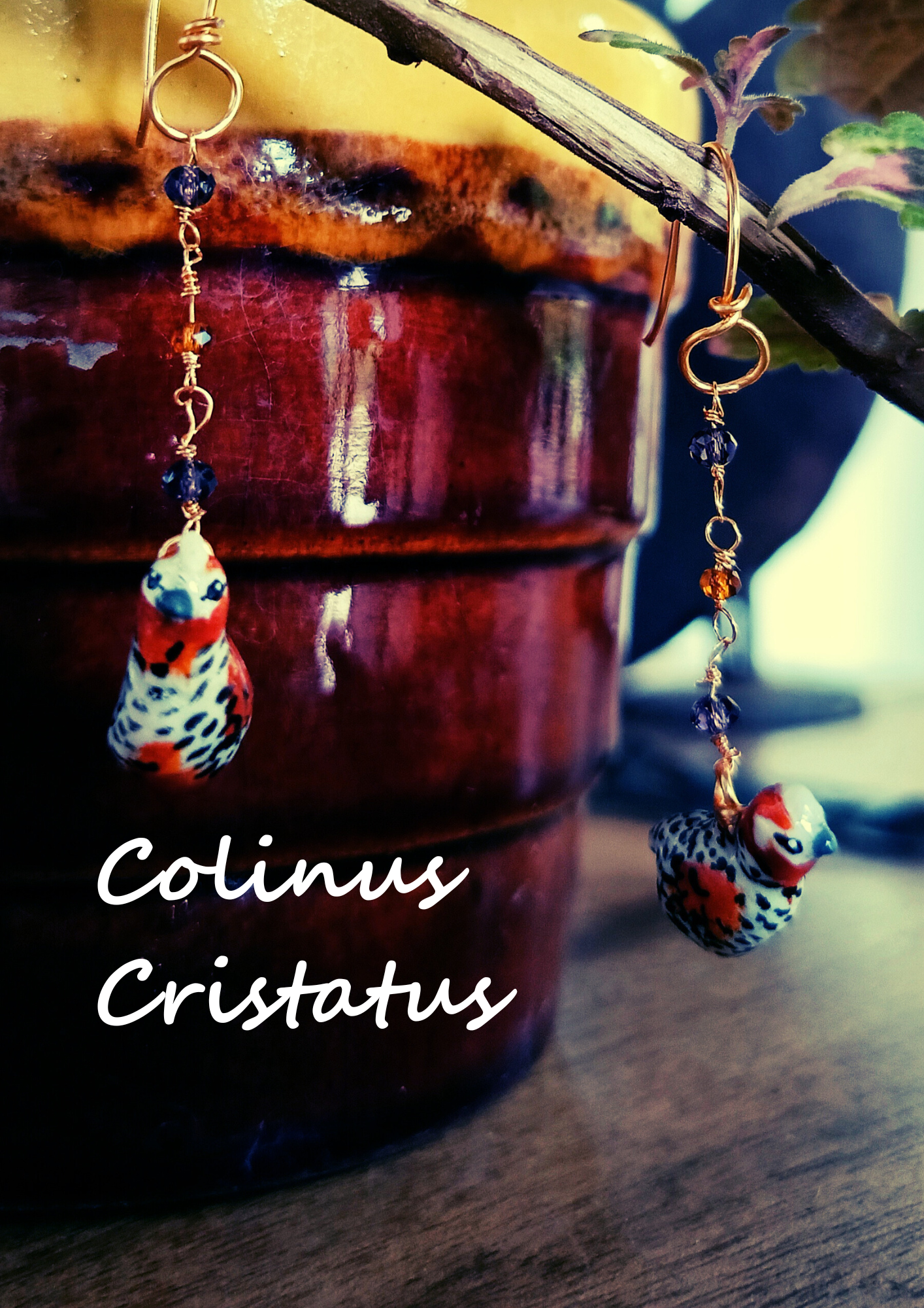 Colinus Cristatus